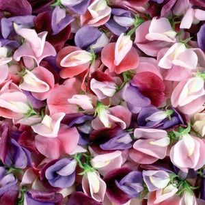 Meet your Posher, Lynnette